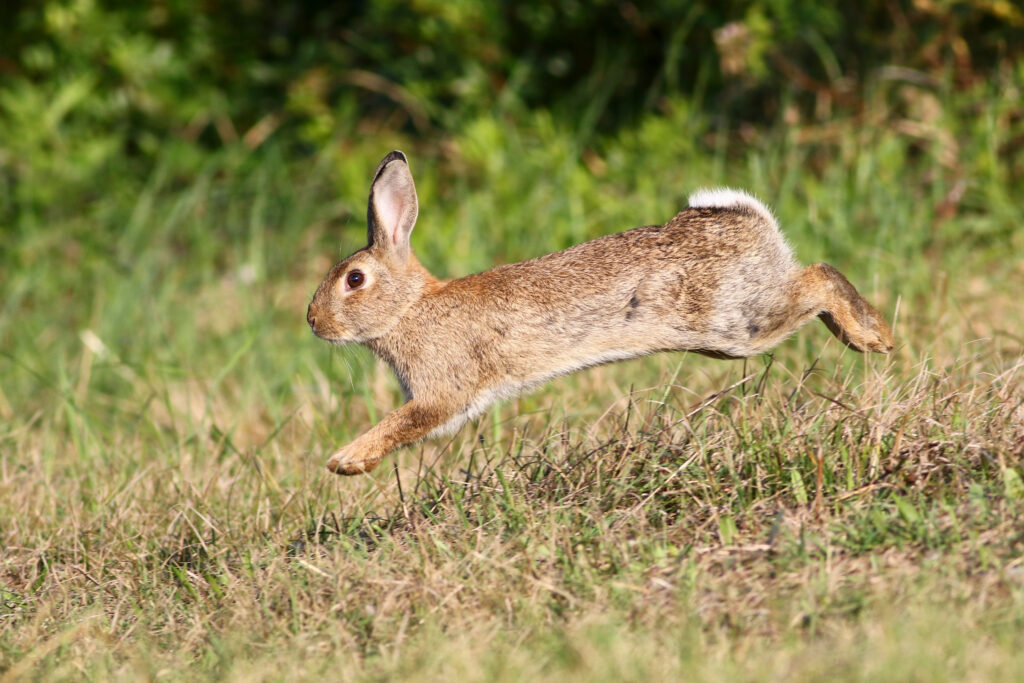 A brown rabbit hopping in a field
