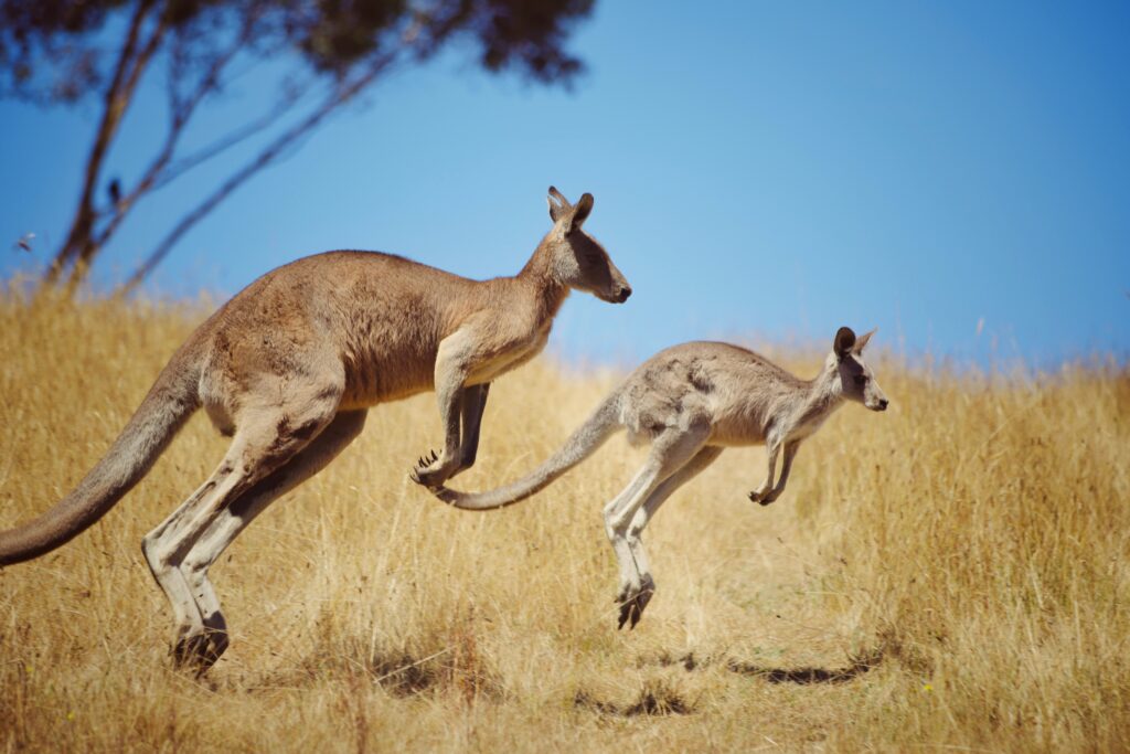 Two kangaroos hopping through the Australian Outback