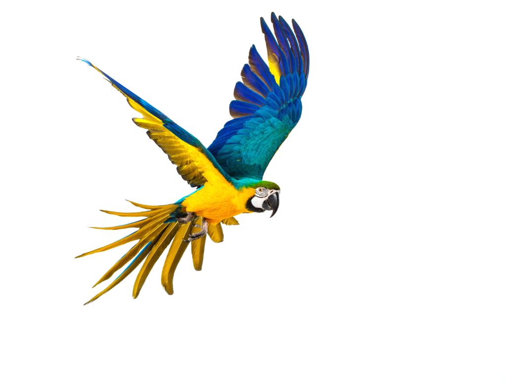A blue, green and yellow parrot flying